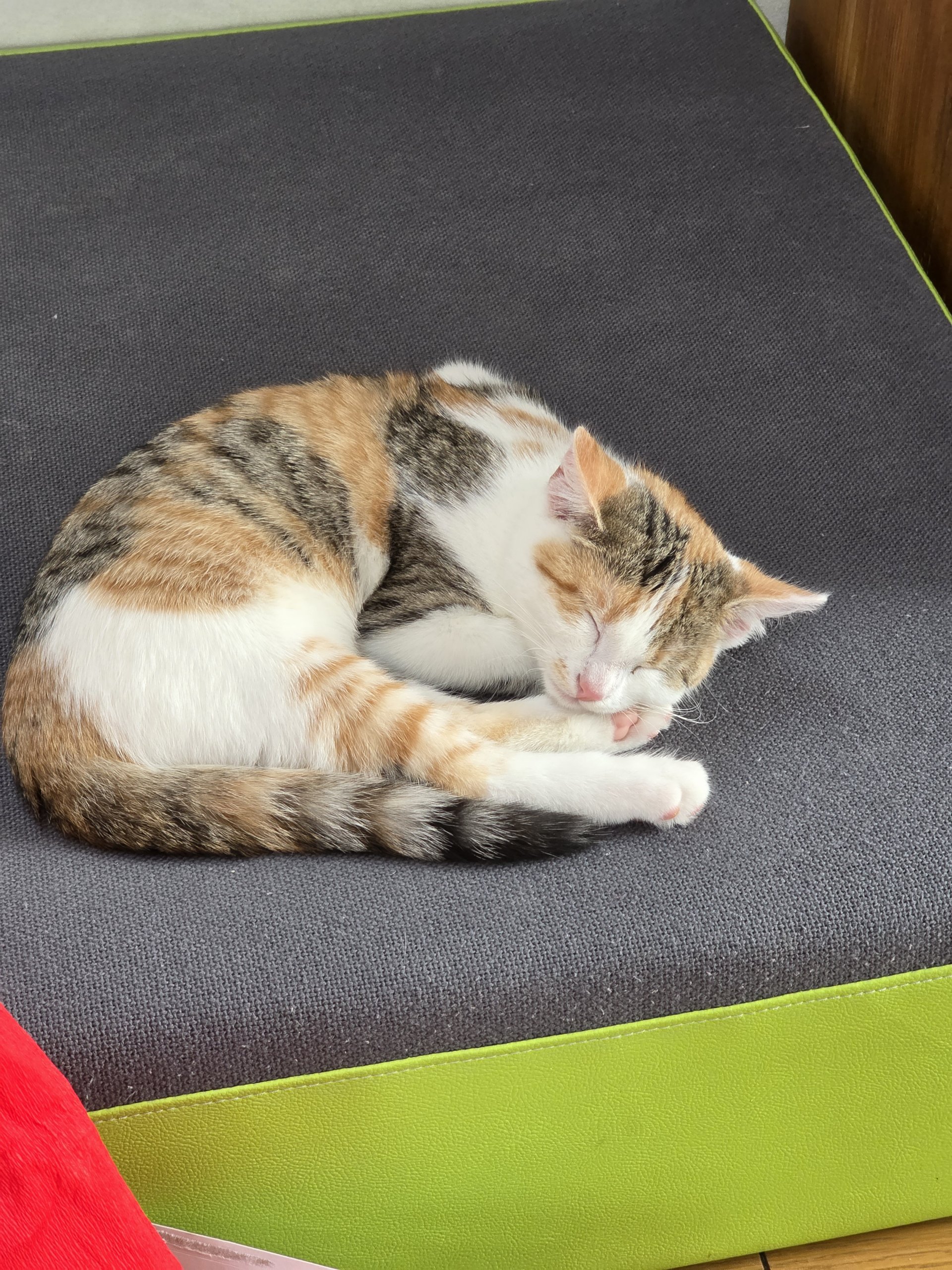 Goldie 260214-131958