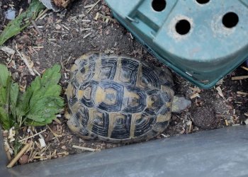 Griechische Landschildkröte 260530-193910