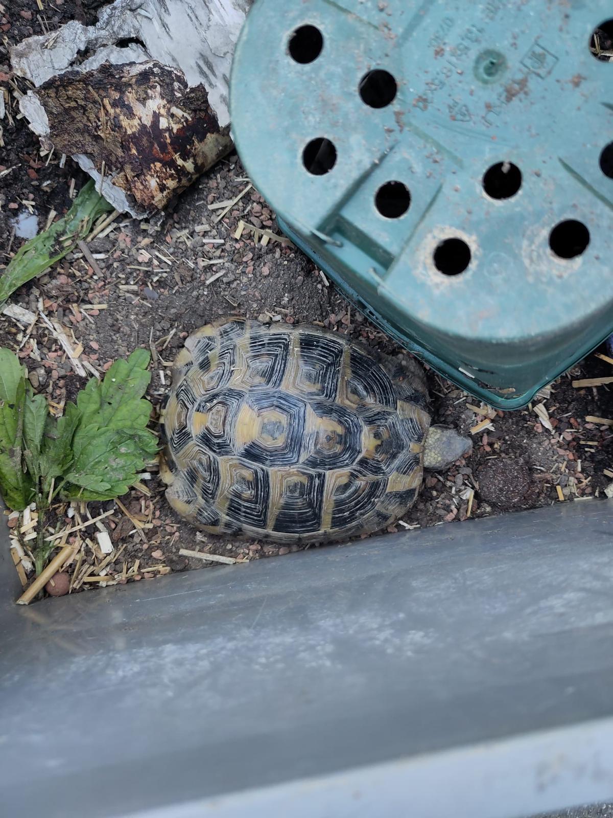 Griechische Landschildkröte 260530-193910