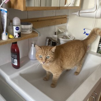 Gustav 250827-081217