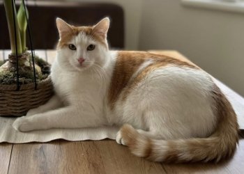 Hagrid 251012-145845