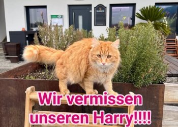 Harry  250421-105749
