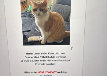 Harry 250703-221134