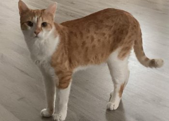 Hector 260427-072515