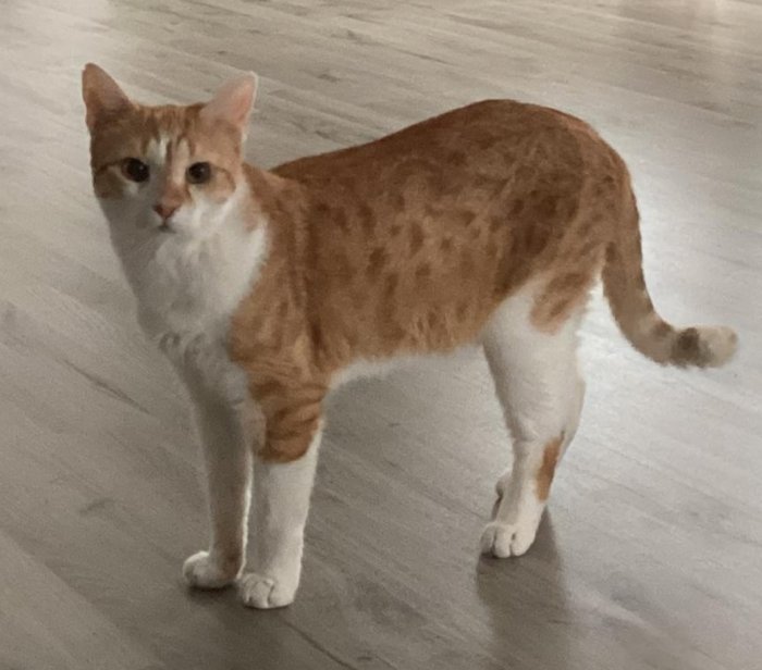 Hector 260427-072515