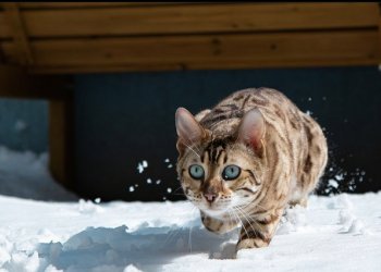 Hektor 260427-194736