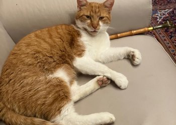 Herr Rossi 250928-220934