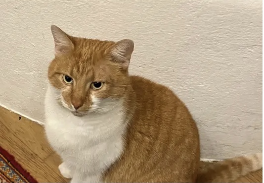 Herr Rossi 250928-220934