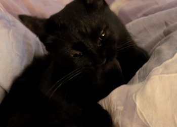 Hiszti 260112-140400