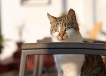 Jersey Girl 251212-224145