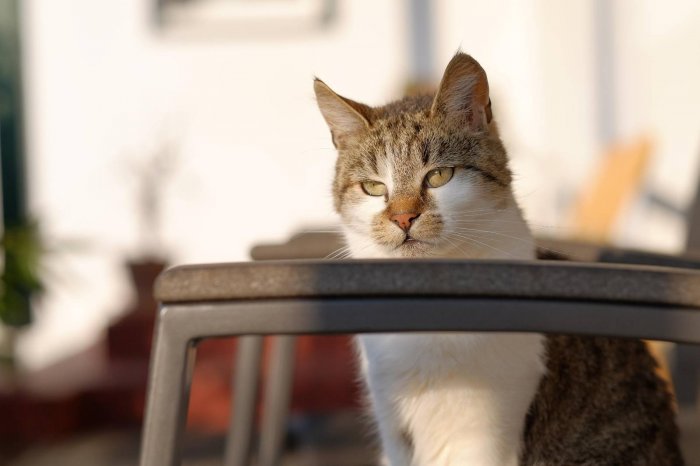 Jersey Girl 251212-224145