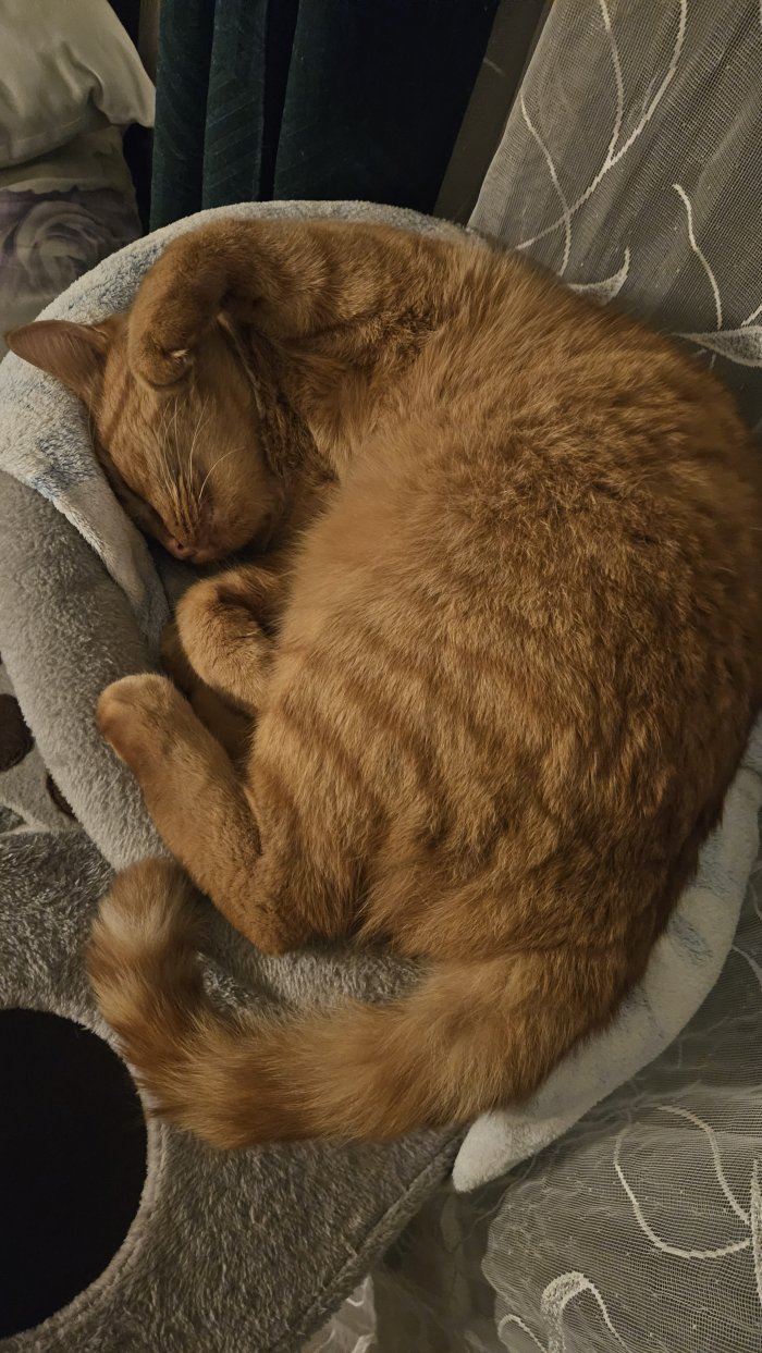 Julius 260427-081251