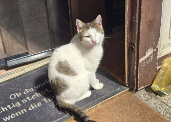 Kami-Katze 260529-115738