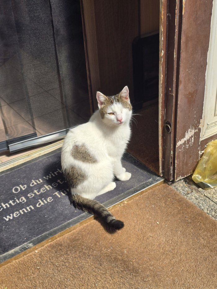Kami-Katze 260529-115738