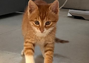 Kater 250707-135150