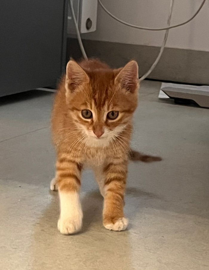 Kater 250707-135150