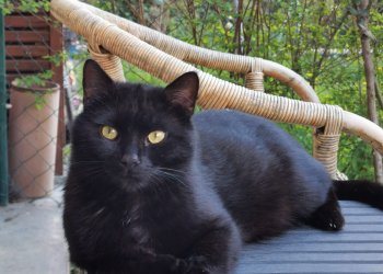 Kater 250507-103645