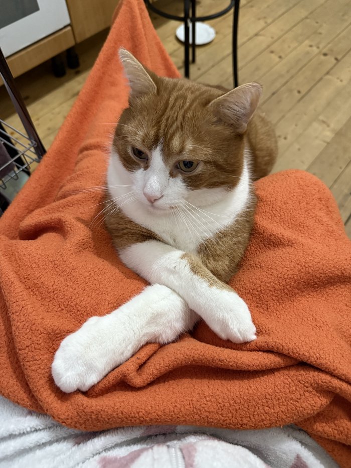 Kater Billy 250705-131357