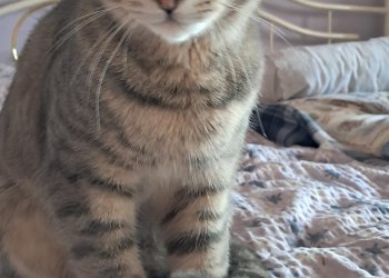 Kater Karli  260105-115557