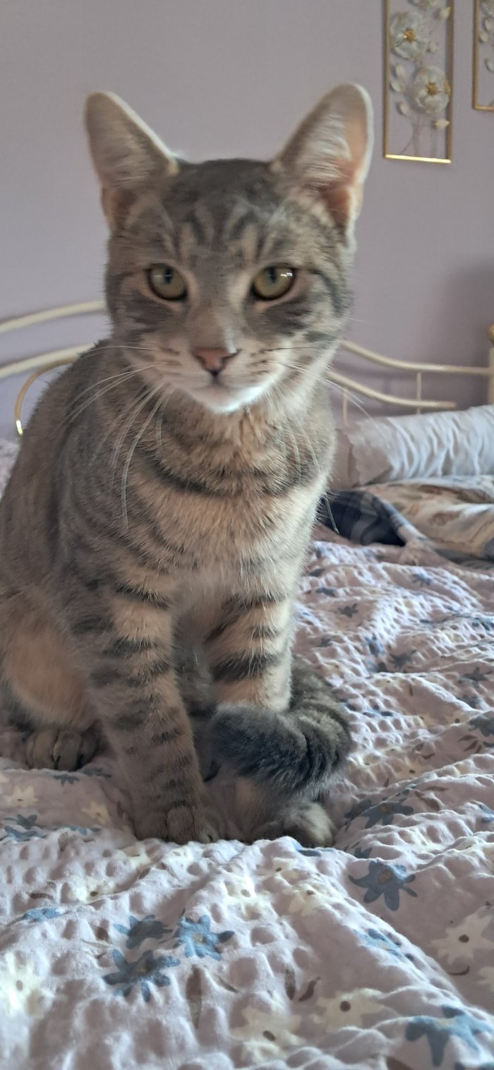 Kater Karli 260105-115557