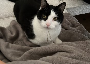 Kater/Felix 260128-162123