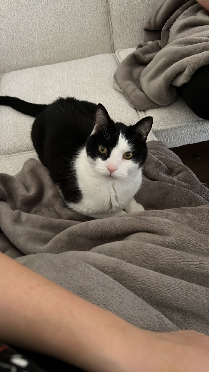 Kater/Felix 260128-162123