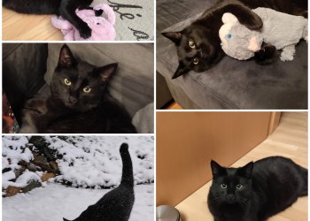 Katerchen (Nero) 260112-175602