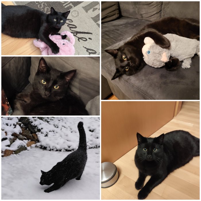 Katerchen (Nero) 260112-175602