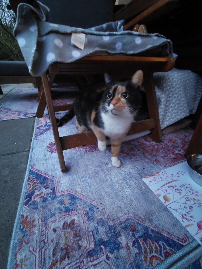 Katze 250507-112238