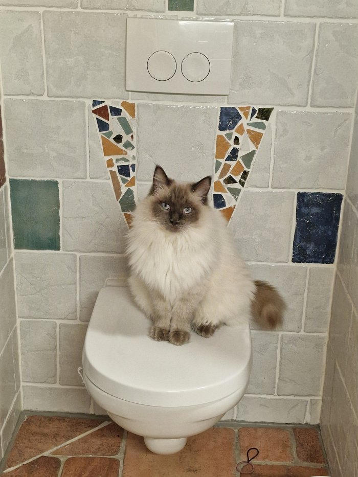 Katze Coco 251216-090423