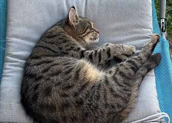 Katzi (Sternchen) 260118-230550