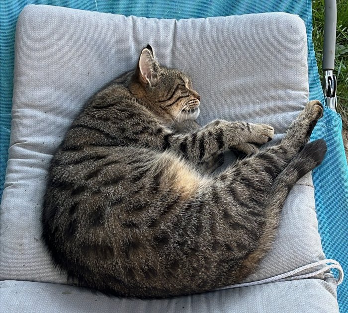 Katzi (Sternchen) 260118-230550