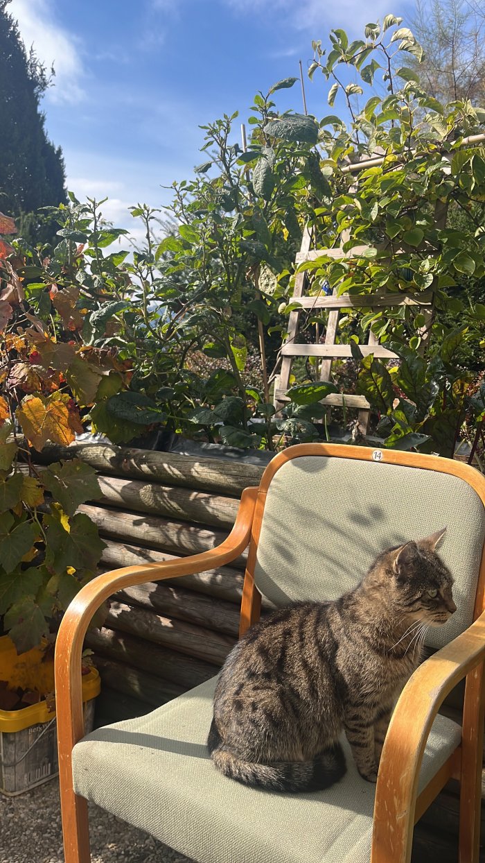 Katzi (Sternchen) 251118-211743