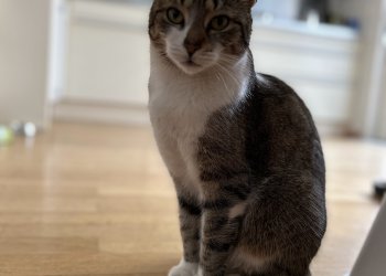 Kitty 250707-092255