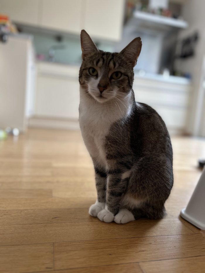 Kitty 250707-092255