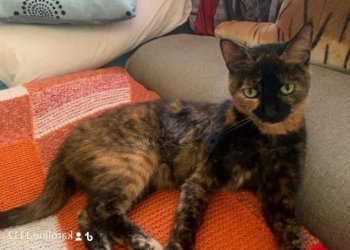 Kitty 250419-191749