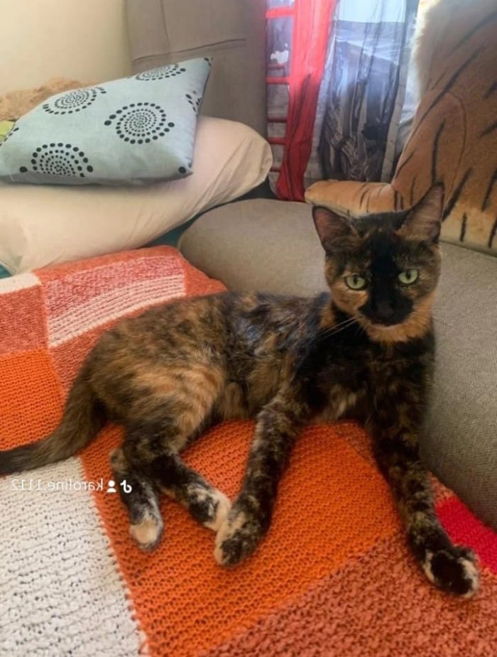 Kitty 250419-191749