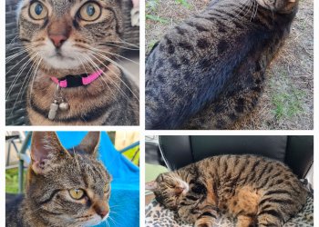 Kitty 250411-134651