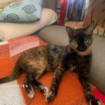 Kitty 250419-191749