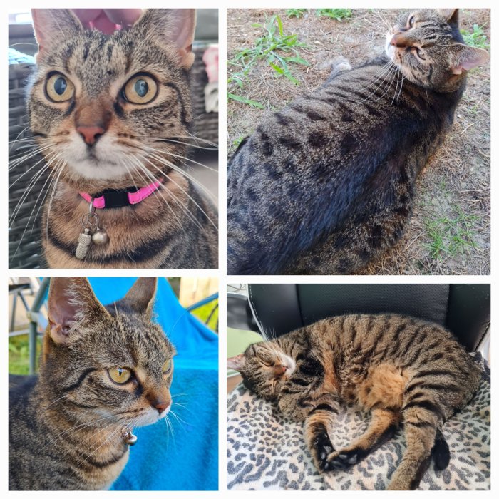 Kitty 250411-134651