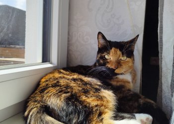 Kiwi 250427-205350