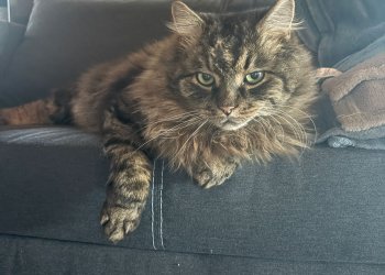 Lanzelot 260331-155448