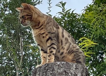 Leo 250816-083742