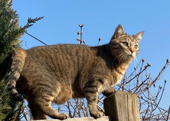 Lilli  260325-125013