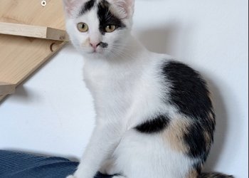 Lotti 250415-121805