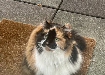 Luna 250415-210623