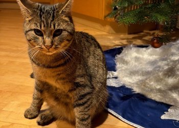 MERLIN 260103-103144