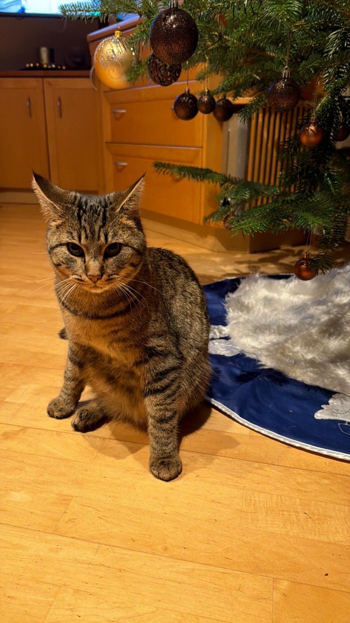 MERLIN 260103-103144