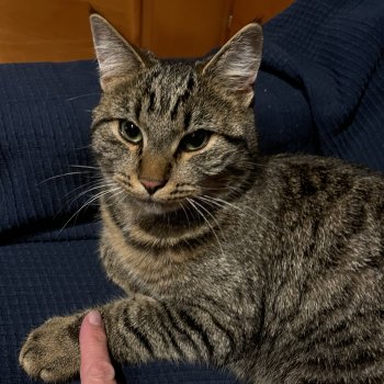 MERLIN 260103-103144