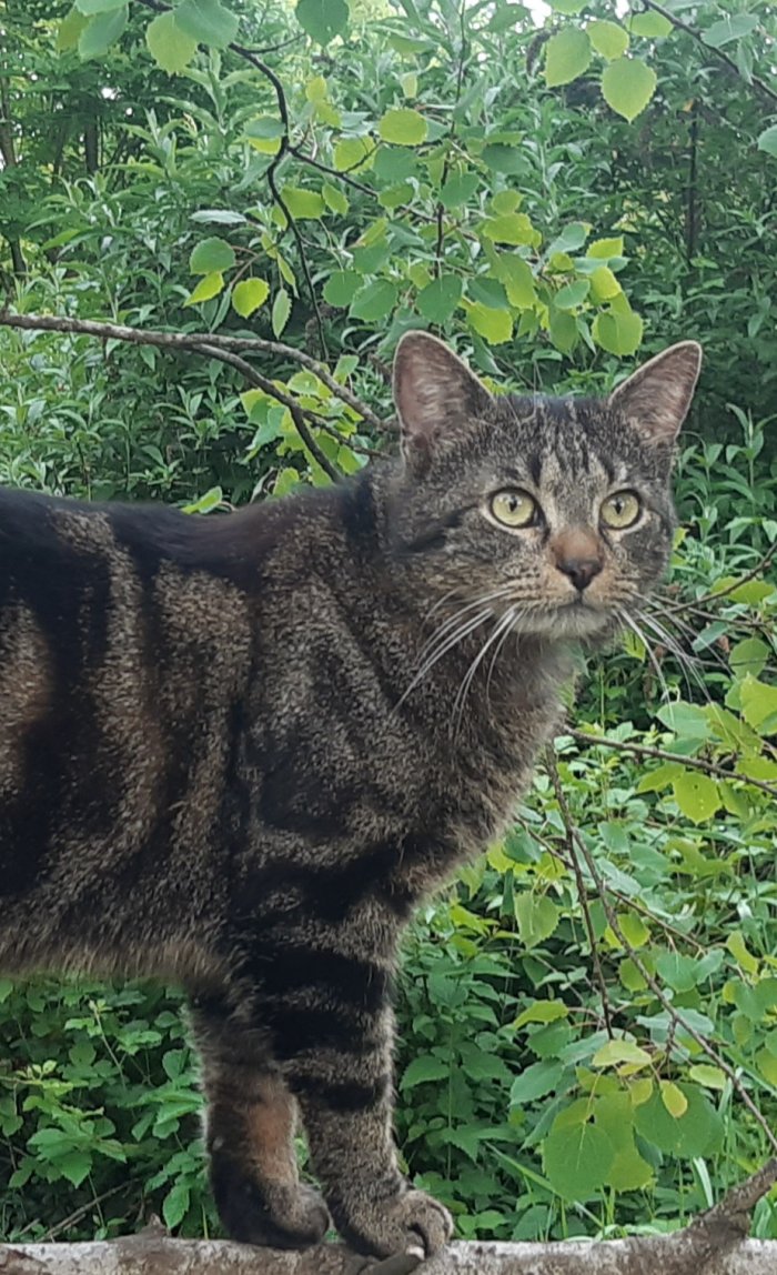 Merlin 250818-093946